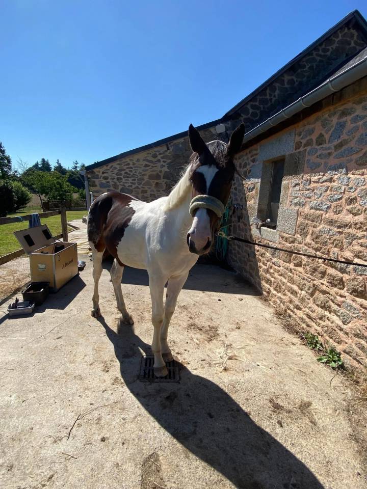 Colt Selle Fran&ccedil;ais For sale 2024 Coloured