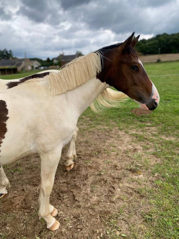 Colt Selle Fran&ccedil;ais For sale 2024 Coloured