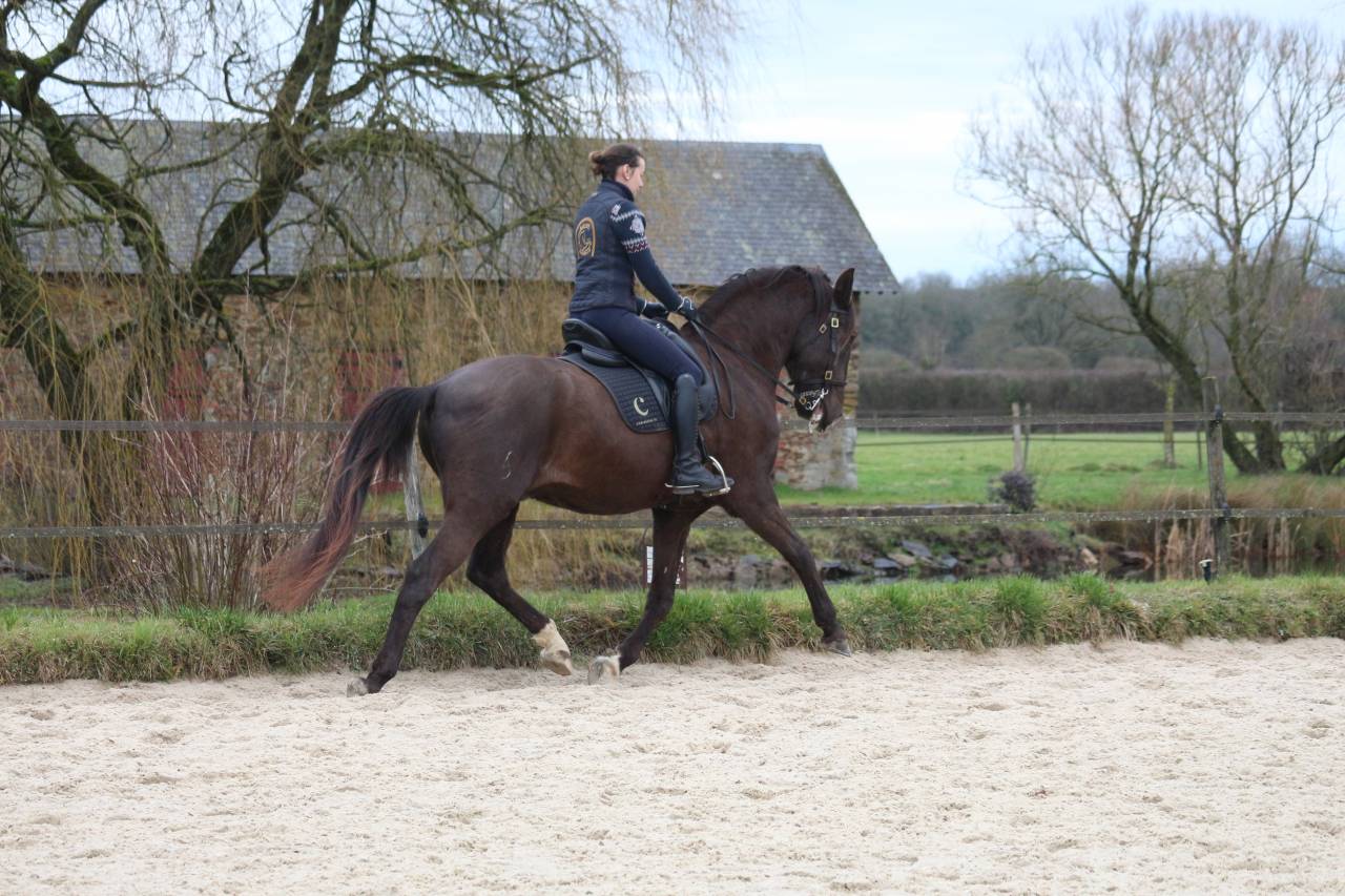 Gelding Lusitano For sale 2011 Dark Bay