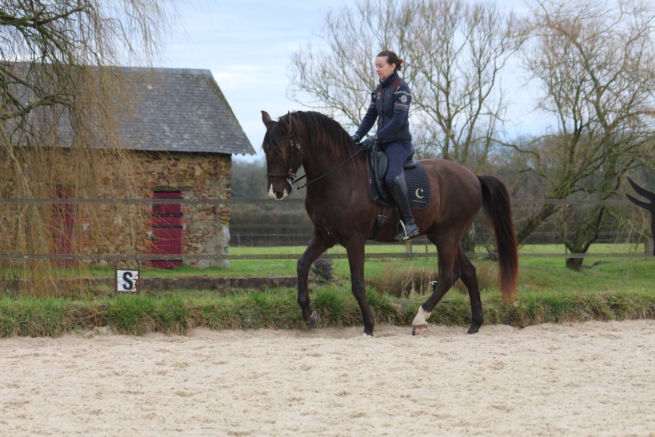 Gelding Lusitano For sale 2011 Dark Bay