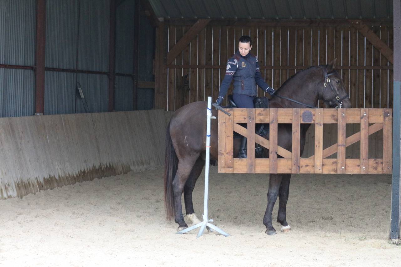 Gelding Lusitano For sale 2011 Dark Bay