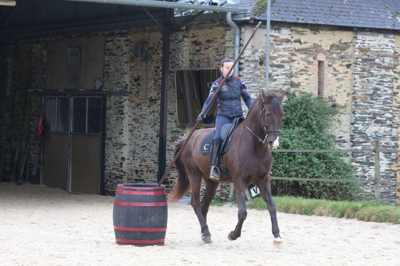 Gelding Lusitano For sale 2011 Dark Bay