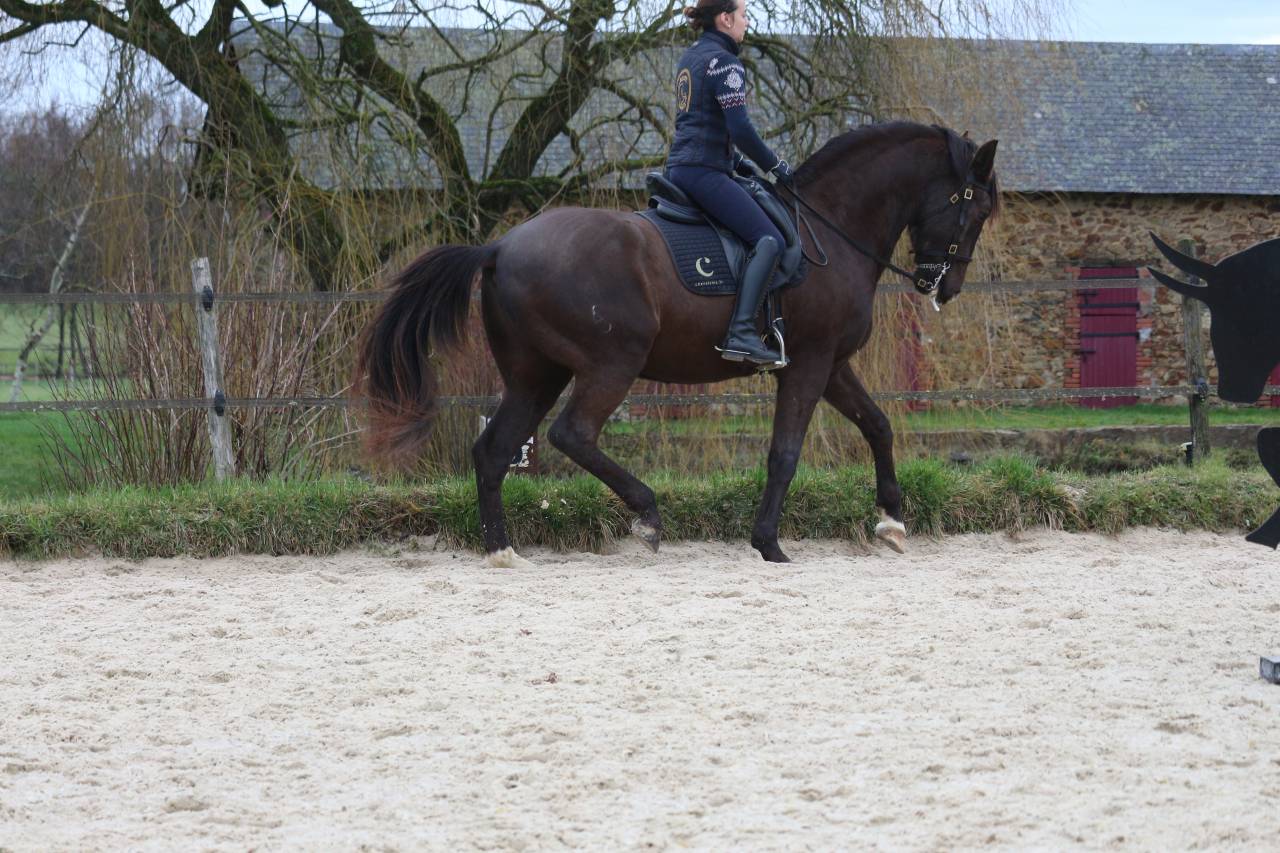 Gelding Lusitano For sale 2011 Dark Bay