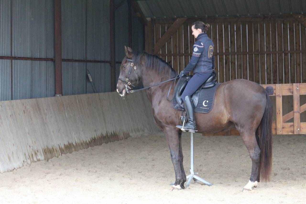 Gelding Lusitano For sale 2011 Dark Bay