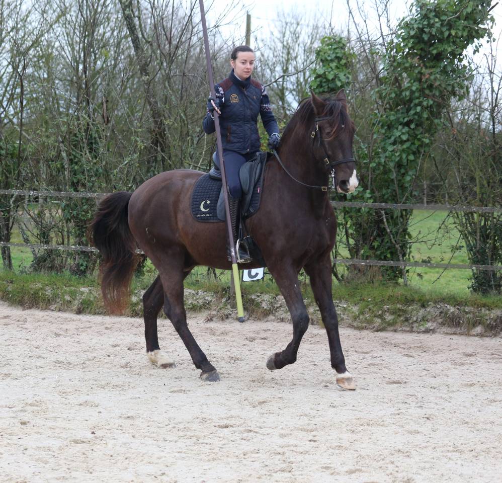 Gelding Lusitano For sale 2011 Dark Bay
