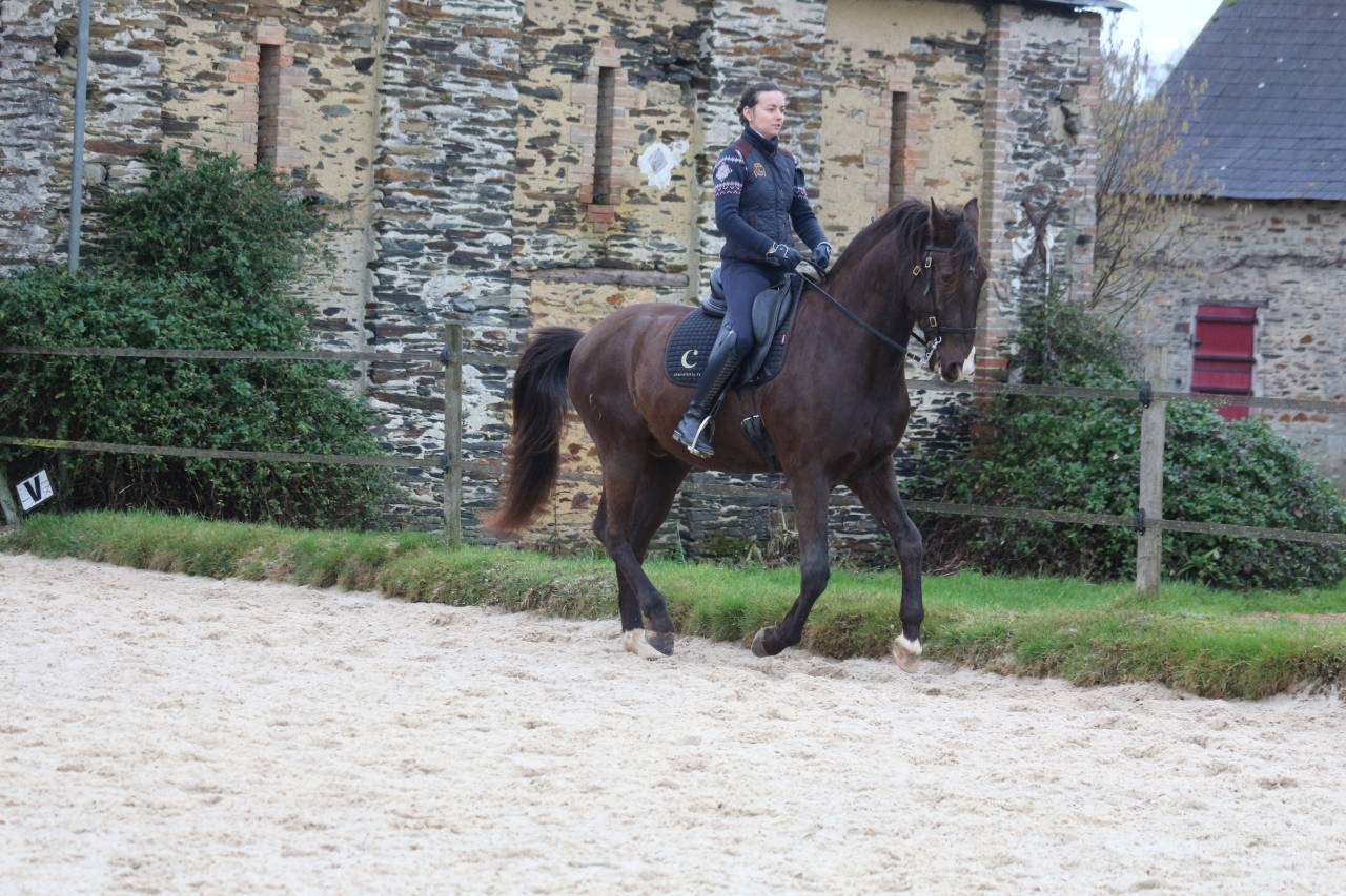 Gelding Lusitano For sale 2011 Dark Bay