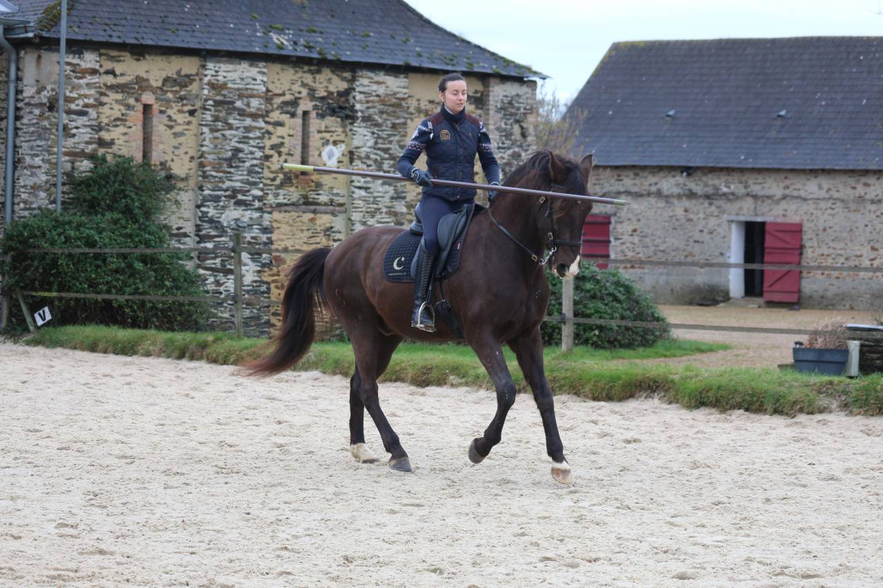 Gelding Lusitano For sale 2011 Dark Bay