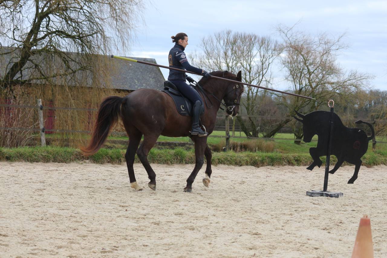 Gelding Lusitano For sale 2011 Dark Bay