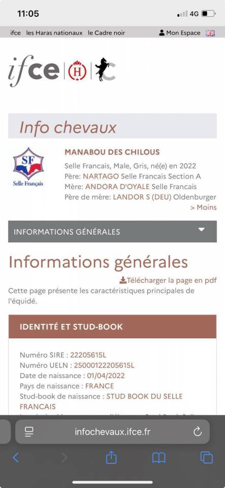 Gelding Selle Fran&ccedil;ais For sale 2022 Grey