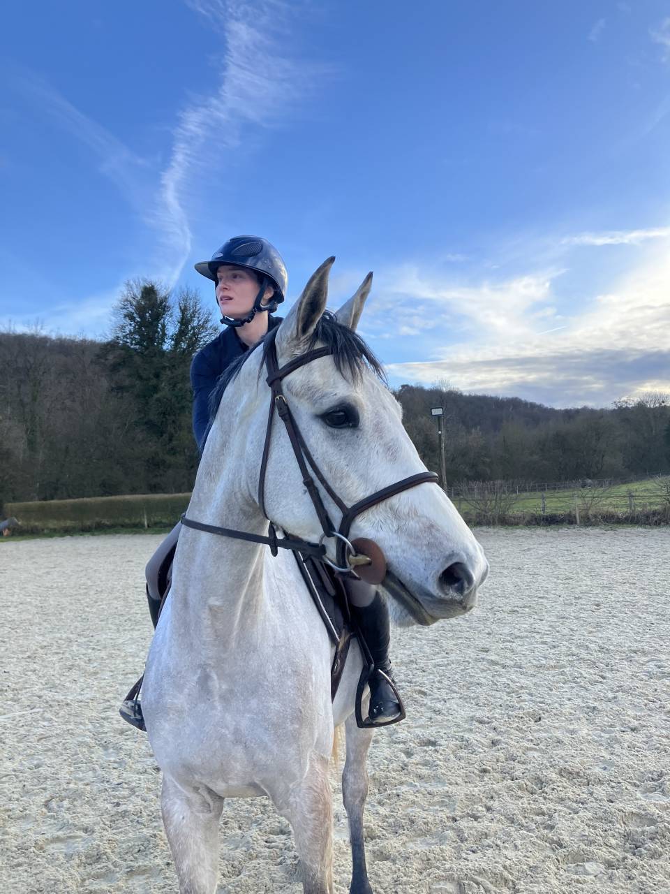 Gelding Selle Fran&ccedil;ais For sale 2022 Grey