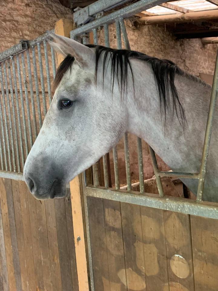 Gelding Selle Fran&ccedil;ais For sale 2022 Grey