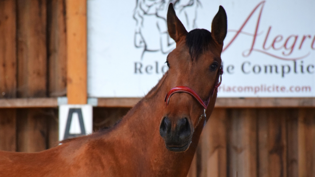 Mare PRE Pure Spanish Bred For sale 2022 Bay