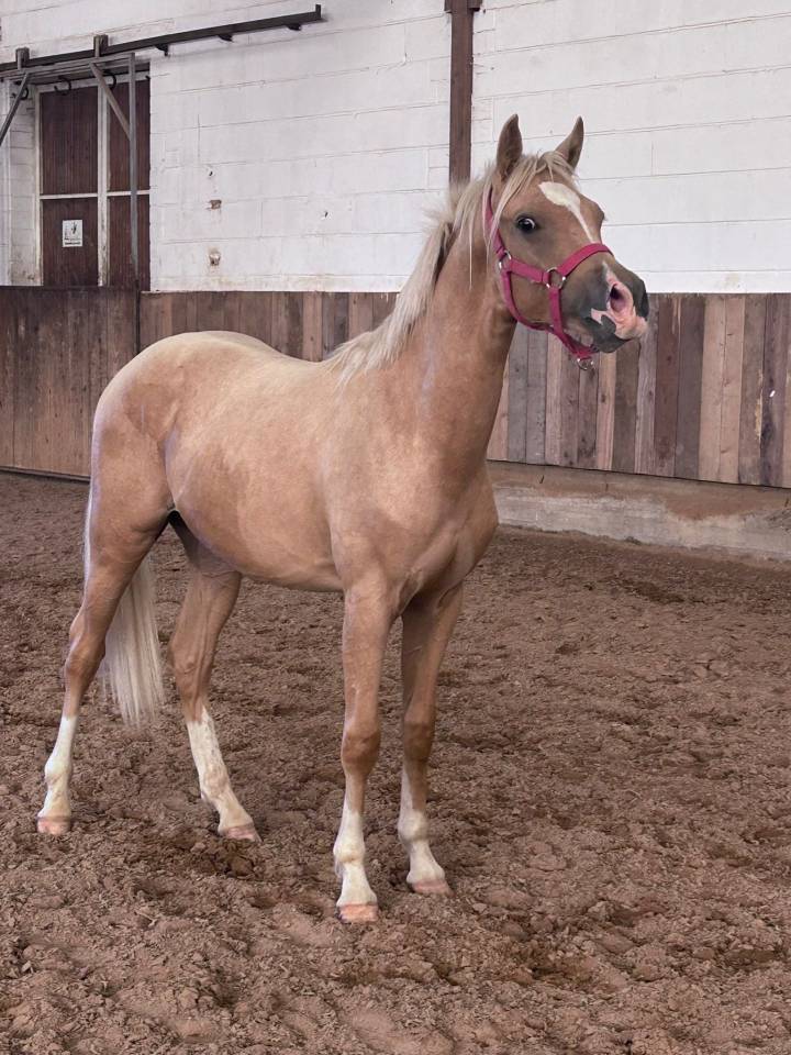 Colt French Saddle Pony For sale 2024 Palomino