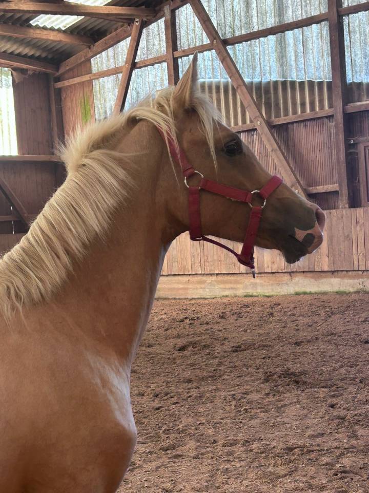 Colt French Saddle Pony For sale 2024 Palomino