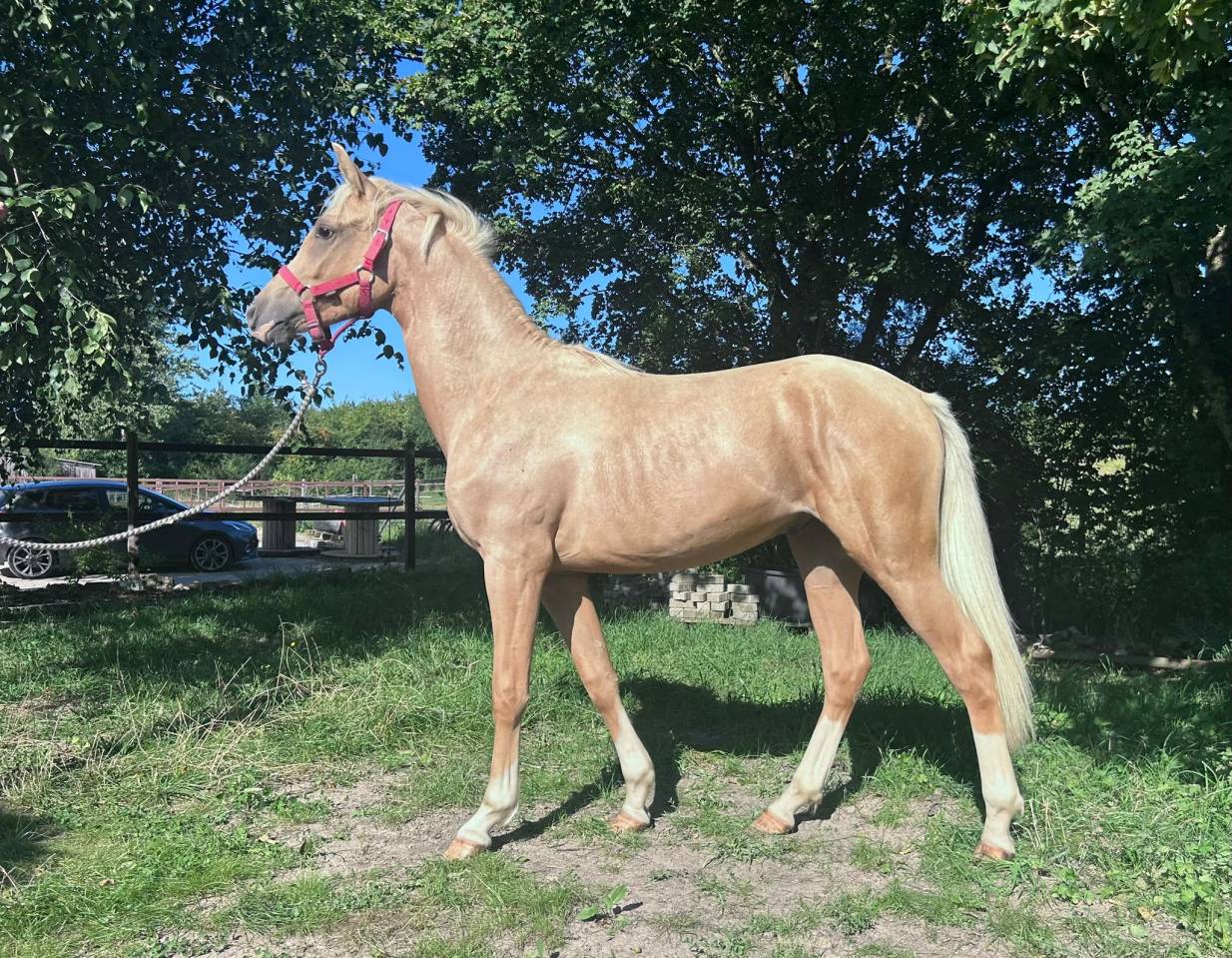 Colt French Saddle Pony For sale 2024 Palomino
