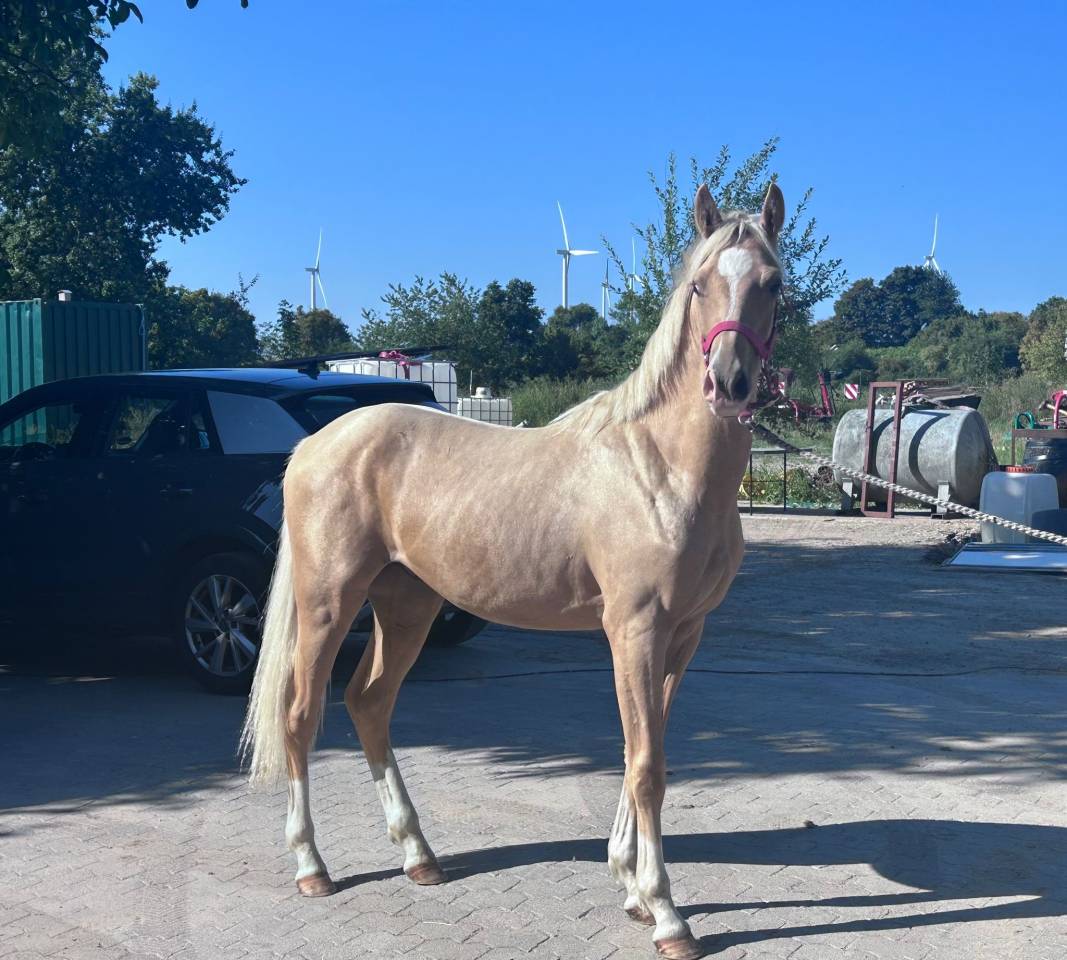 Colt French Saddle Pony For sale 2024 Palomino