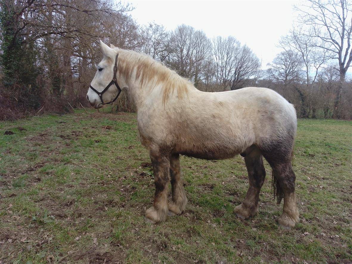 Gelding Percheron For sale 2021 Grey