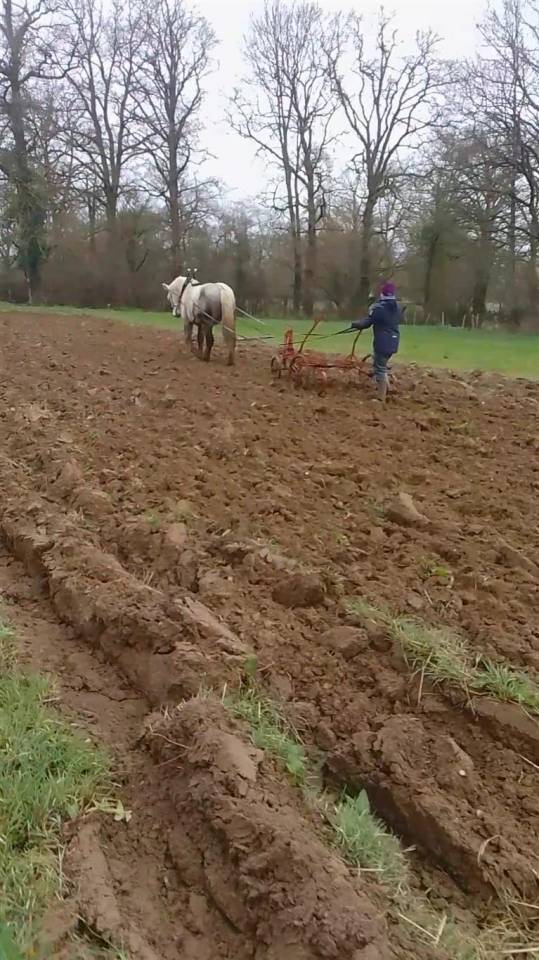 Gelding Percheron For sale 2021 Grey