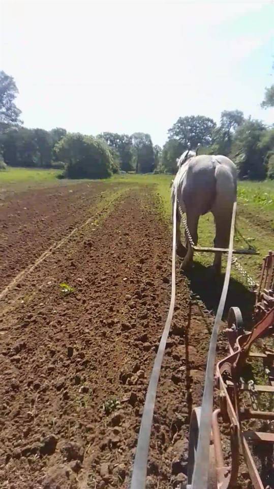 Gelding Percheron For sale 2021 Grey