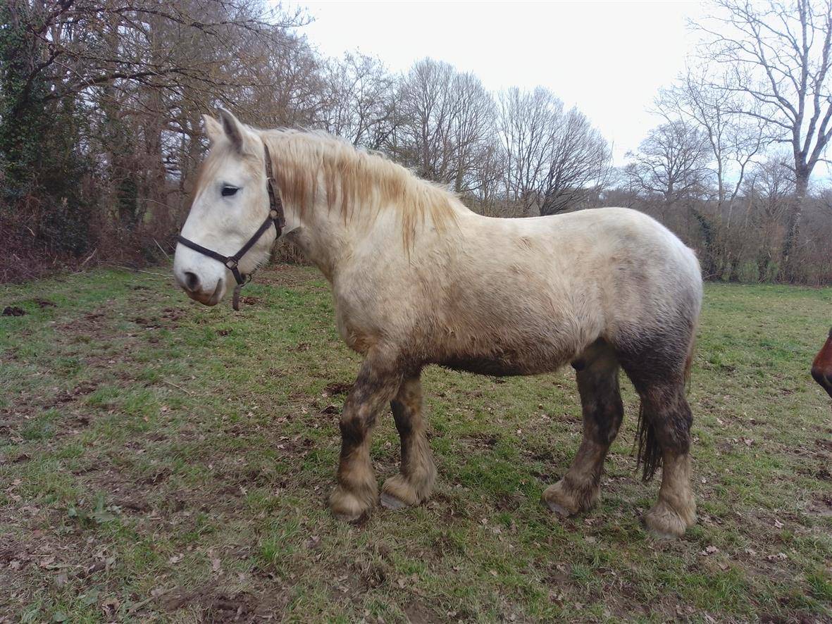 Gelding Percheron For sale 2021 Grey