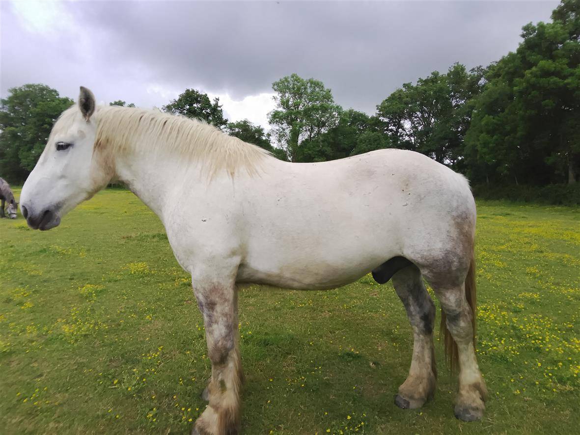 Gelding Percheron For sale 2021 Grey