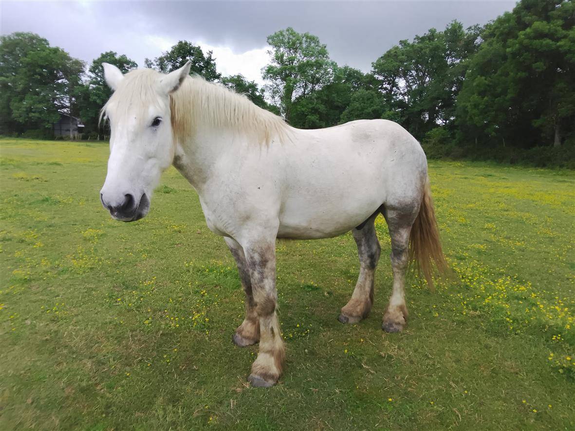 Gelding Percheron For sale 2021 Grey