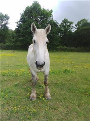 Gelding Percheron For sale 2021 Grey
