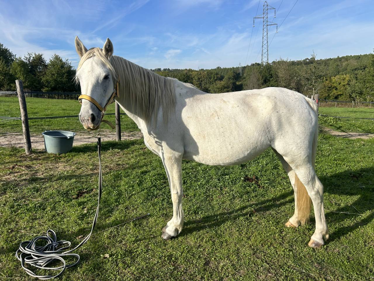 Mare Connemara For sale 2017 Grey