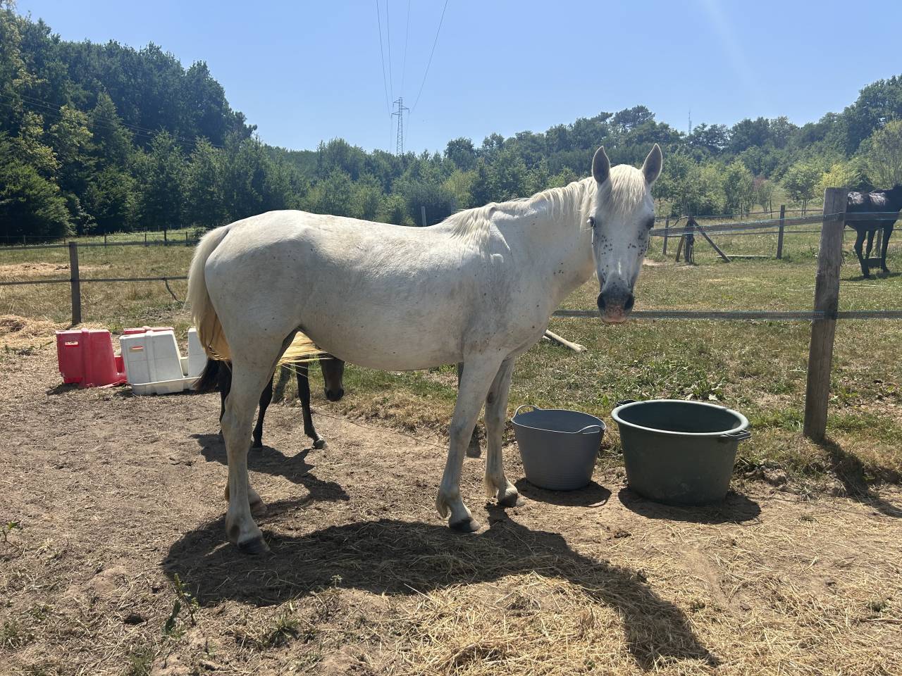 Mare Connemara For sale 2017 Grey