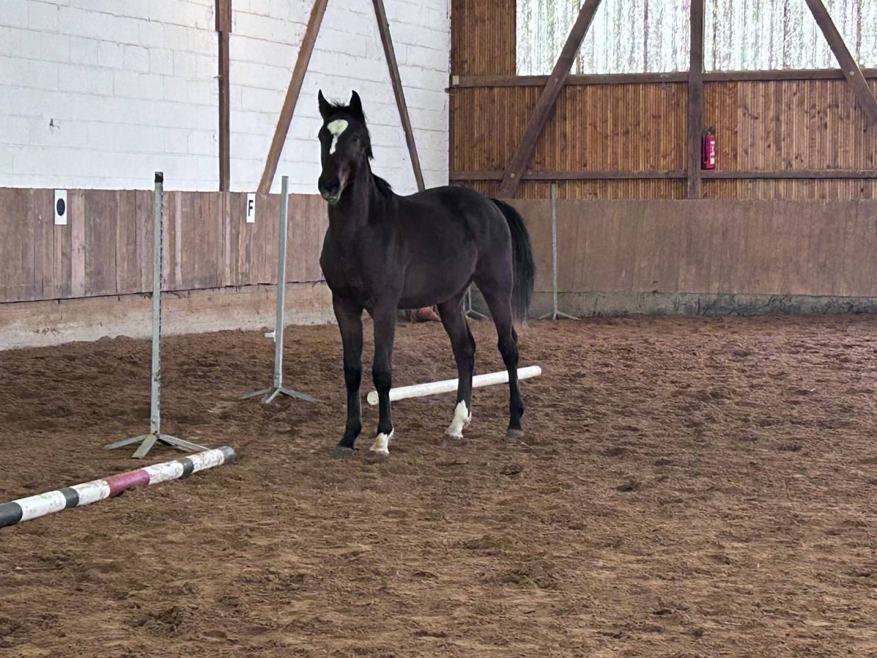 Colt Zangersheide For sale 2024 Dark Bay