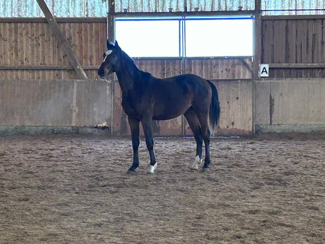 Colt Zangersheide For sale 2024 Dark Bay