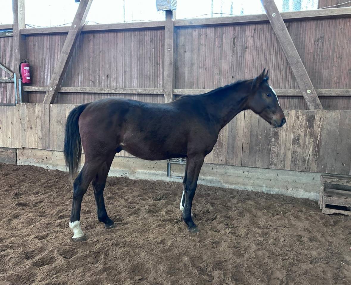 Colt Zangersheide For sale 2024 Dark Bay