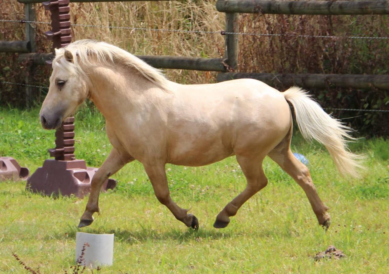 Gelding Shetland Pony For sale 2022 Palomino