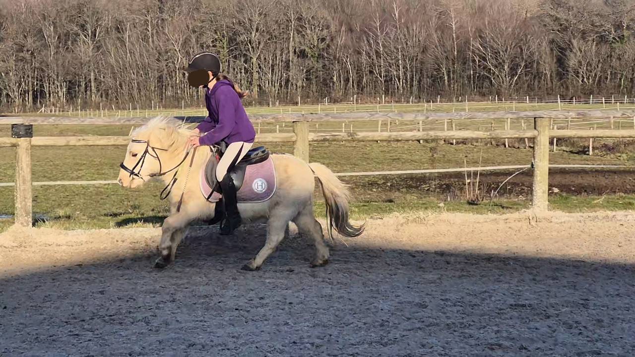 Gelding Shetland Pony For sale 2022 Palomino