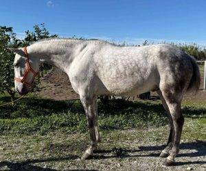 Entire PRE Pure Spanish Bred For sale 2016 Grey
