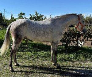 Entire PRE Pure Spanish Bred For sale 2016 Grey