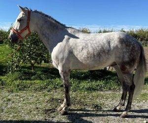 Entire PRE Pure Spanish Bred For sale 2016 Grey