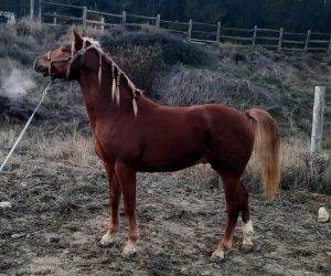 Entire No Origin Recorded For sale 2023 Chesnut