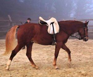 Entire No Origin Recorded For sale 2023 Chesnut