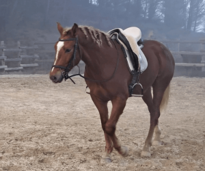 Entire No Origin Recorded For sale 2023 Chesnut