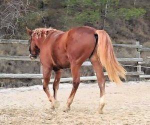 Entire No Origin Recorded For sale 2023 Chesnut