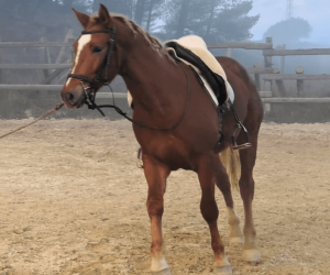 Entire No Origin Recorded For sale 2023 Chesnut