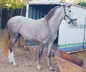 Entire PRE Pure Spanish Bred For sale 2023 Grey