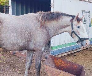 Entire PRE Pure Spanish Bred For sale 2023 Grey