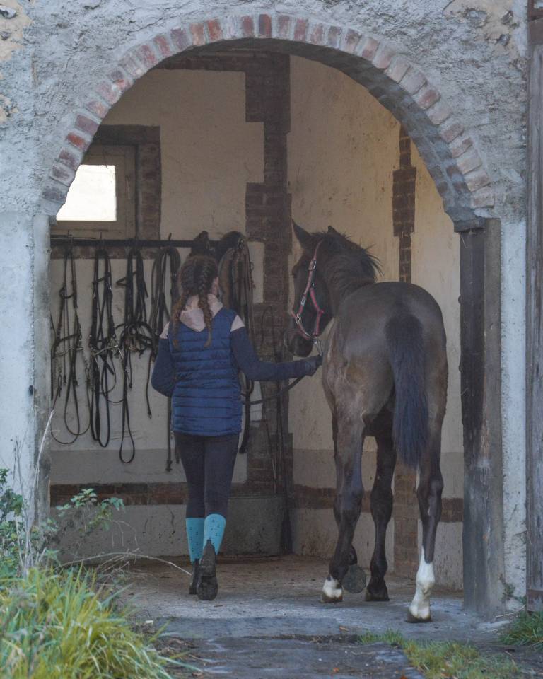 Gelding Lusitano For sale 2024 Black