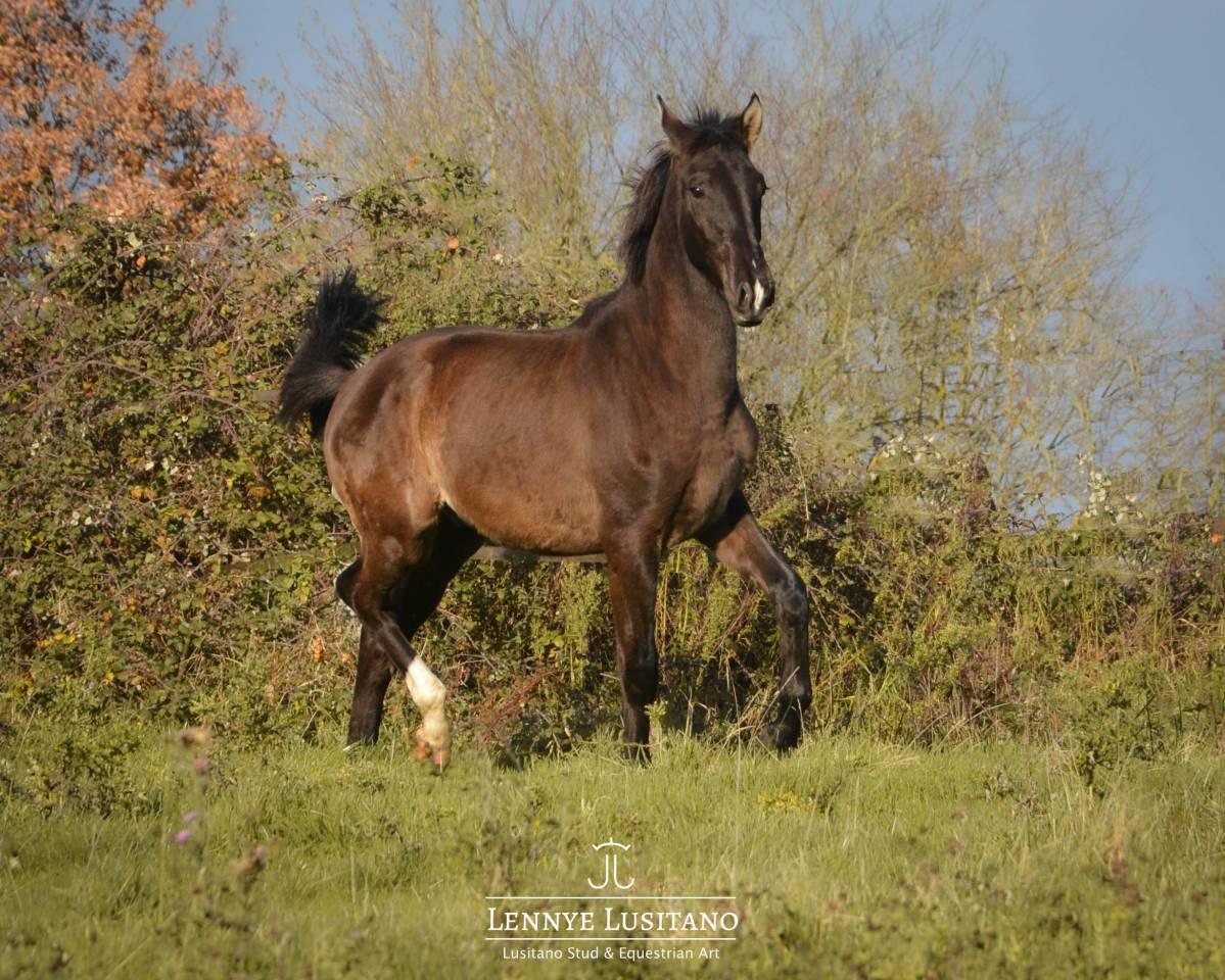 Gelding Lusitano For sale 2024 Black