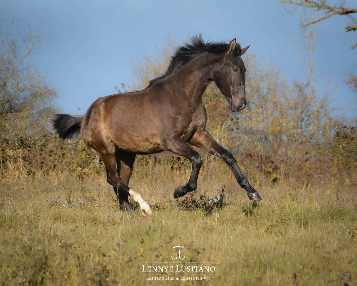 Gelding Lusitano For sale 2024 Black