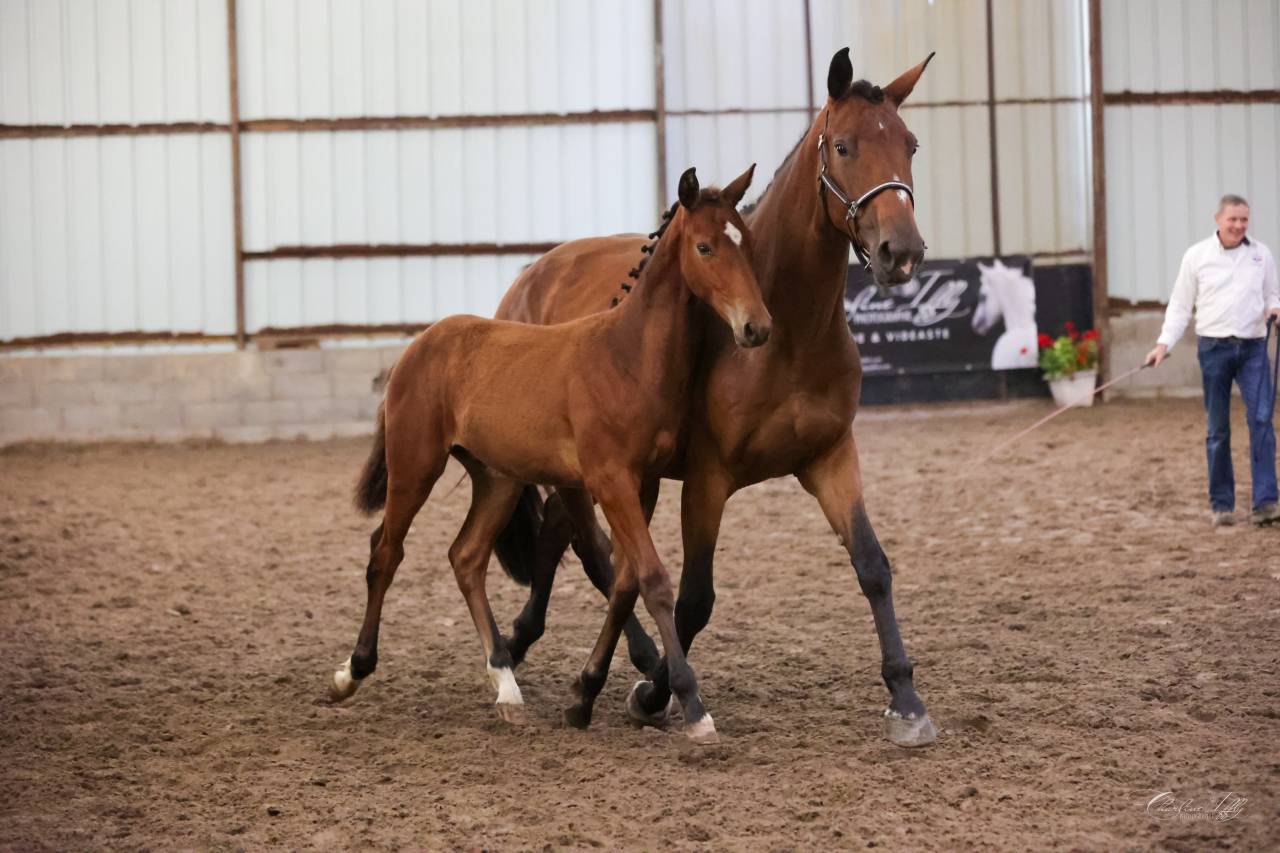 Colt Selle Fran&ccedil;ais For sale 2025 Bay