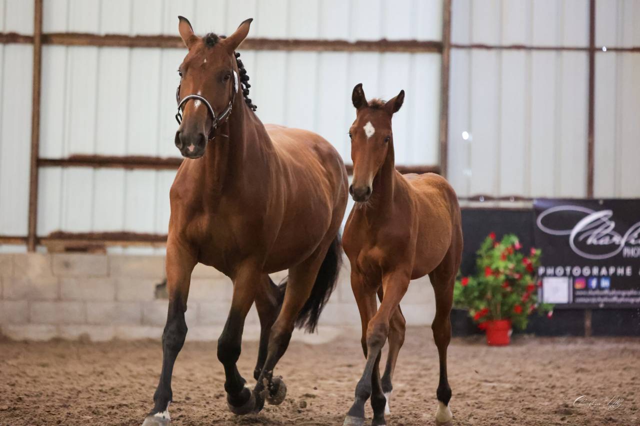 Colt Selle Fran&ccedil;ais For sale 2025 Bay