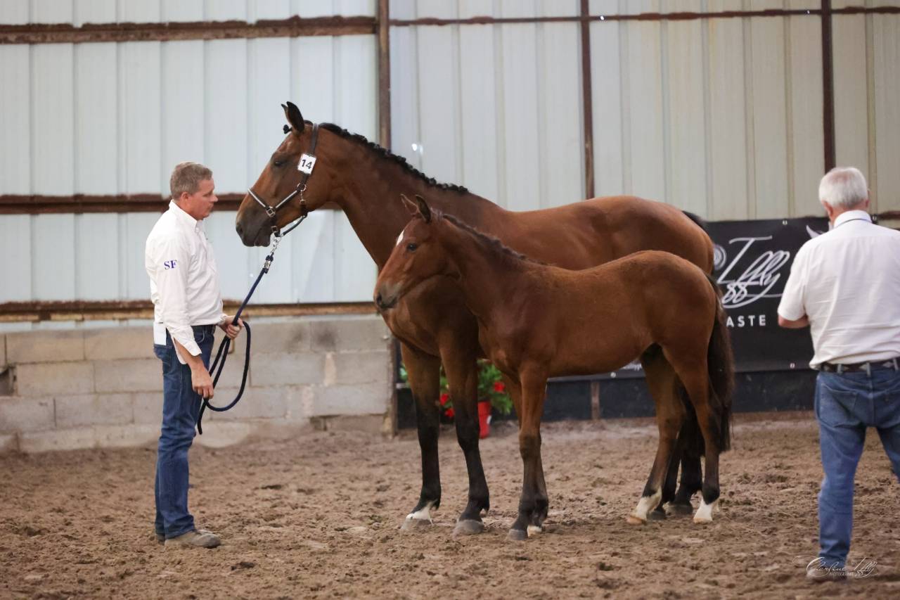Colt Selle Fran&ccedil;ais For sale 2025 Bay
